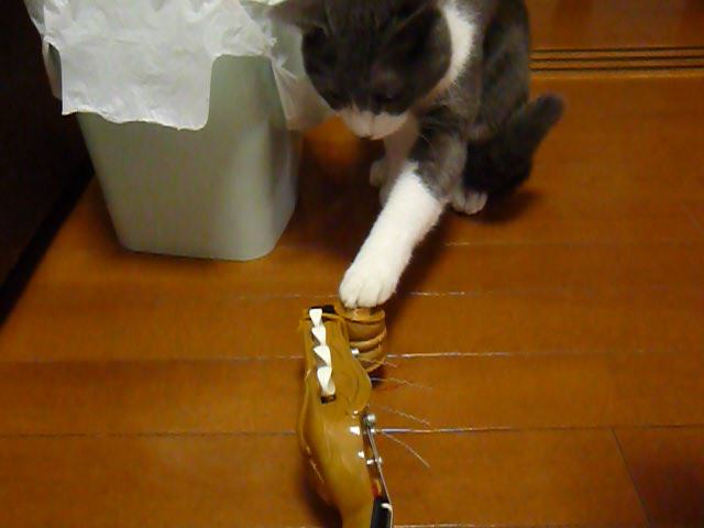 マンドリンに警戒する猫 動画 28s ビデオ