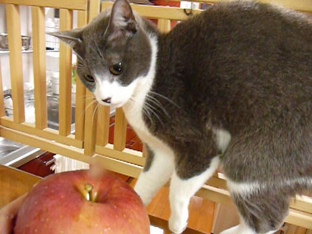 りんごを見ただけで逃げ出す猫 動画 17s ビデオ