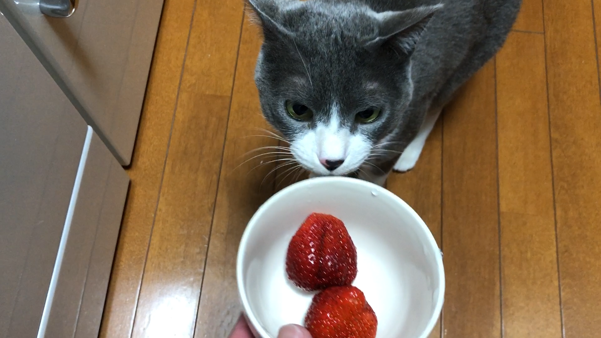 いちごを見ただけで逃げ出す猫 動画 11s ビデオ